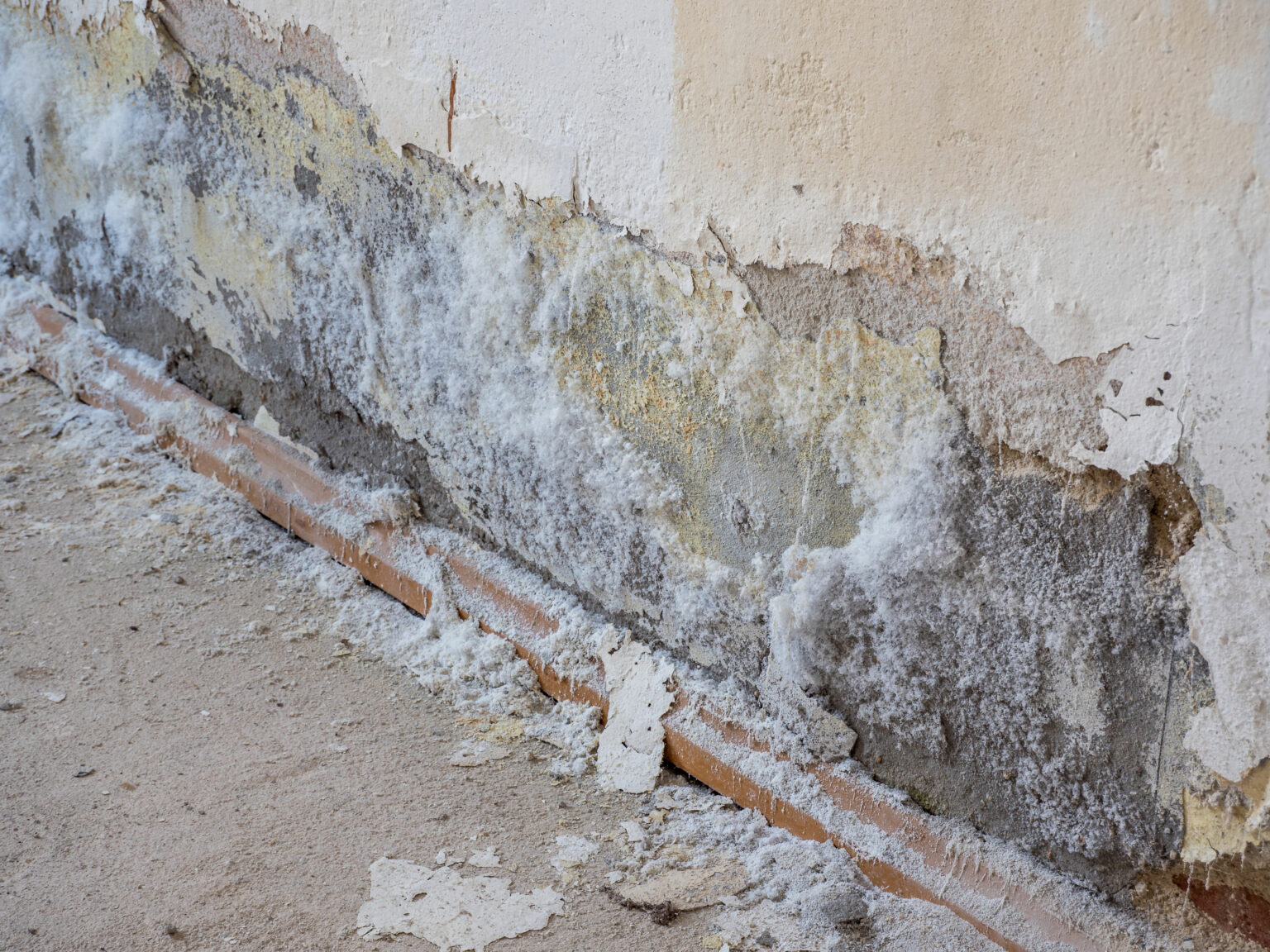 Weißer Schimmel So gefährlich ist er Schimmel ABC