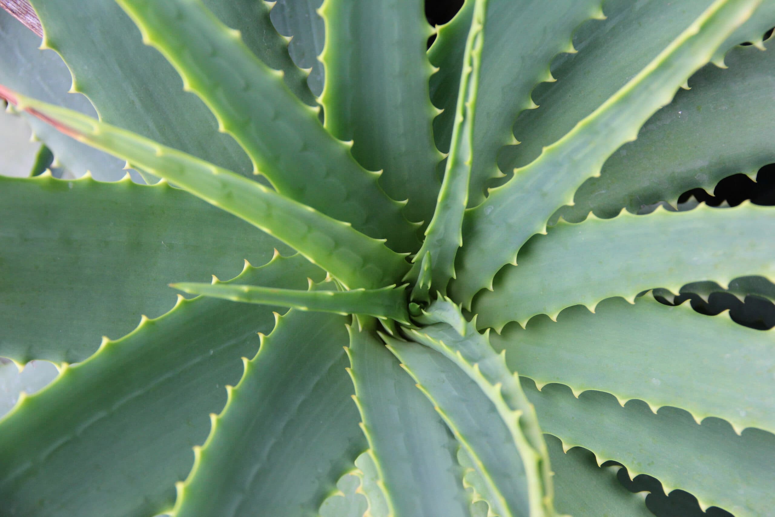 Aloe Vera (Aloe barbadensis miller)