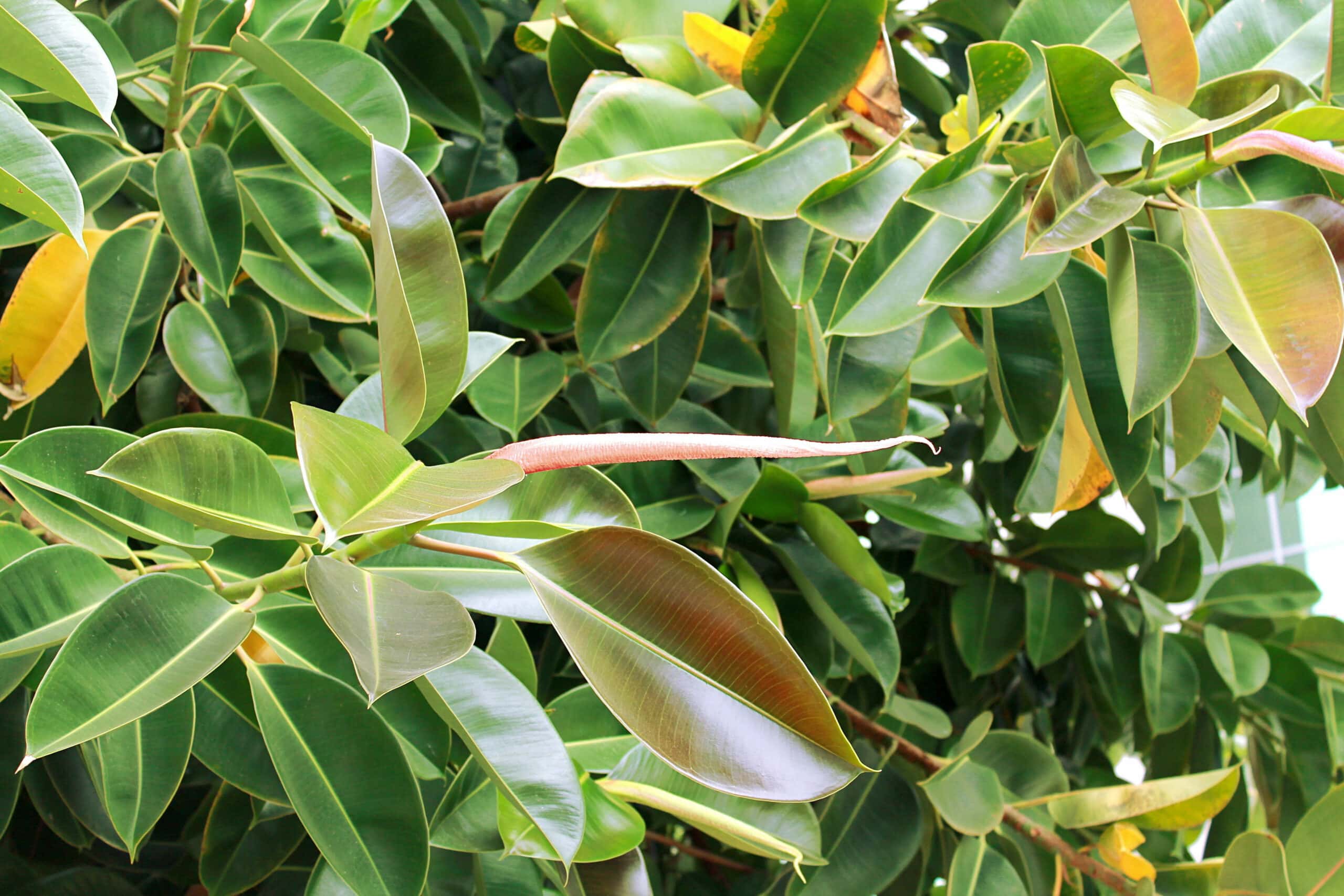 Gummibaum (Ficus elastica)